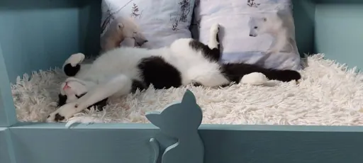 Boarding cattery in le 33