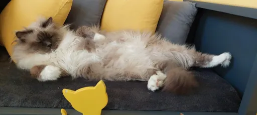 Boarding cattery in Bordeaux