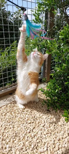 Boarding cattery in Gironde