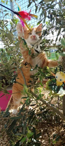 Boarding cattery in Lot-et-Garonne
