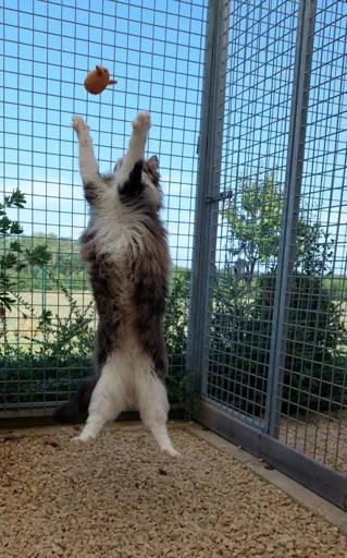 Boarding cattery in Lot-et-garonne