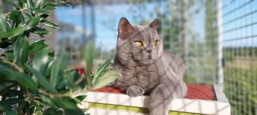 Boarding cattery in La Réole