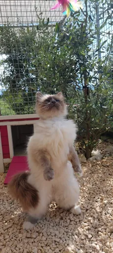 Boarding cattery in 47