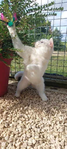 Boarding cattery in Langon